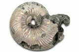 Iridescent, Pyritized Ammonite (Quenstedticeras) Fossil - Russia #336223-1